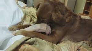 This beautiful video shows the power and compassion of a therapy dog at a  hospice center in Oregon. "JJ" is comforting a woman who was dying, and who  had no family. (Turn