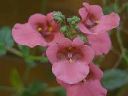 Image result for ostruhatka