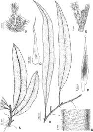 Image result for Oleandra