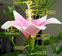 Hibiscus Hibiscus Flowers Hibiscus Plant Hibiscus