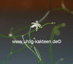 Image result for Schizobasis intricata