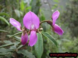 Image result for Galactia