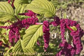 Amaranthus cruentus) is an annual flowering plant native to central and south america. Growing Amaranth Plants Grain And Leaves As Food