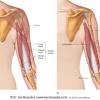 There are three main muscle groups to focus on when building your upper arms: 1