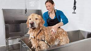 Hence it is not necessary to bathe your puppy unless it gets dirty. Dogs 101 Everything You Should Know About Bathing Your Dog Dogtime