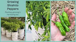 Check spelling or type a new query. Growing Shishito Peppers Learn How To Grow This Gourmet Crop