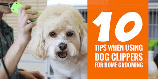 Easy grooming tips for at home grooming.links for products:curved shears:hashimoto curved scissors for dog. 10 Super Tips For Using Dog Clippers For Home Grooming