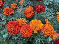 Growing and Foraging Plants for Natural Dyeing