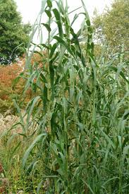 Image result for Arundo donax