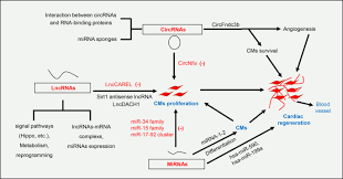 Gude ble kjent i 2014, da hun vant realityserien paradise hotel. Regulation Of Cardiomyocyte Fate Plasticity A Key Strategy For Cardiac Regeneration Signal Transduction And Targeted Therapy