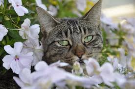 Allergies occur when your immune system reacts to a foreign substance such as pollen, mold or pet dander. Pets And Pollen How To Help Protect Your Pets From Allergies Katzenworld