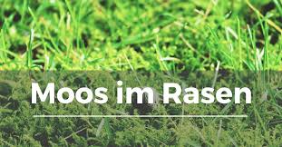 Der rasen ziert so manchen deutschen garten. Moos Im Rasen Garten Schule