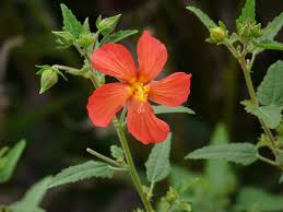 Image result for Pavonia