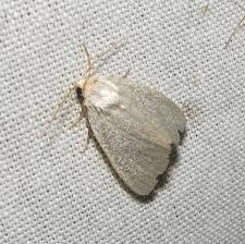 Image result for Photedes morrisii