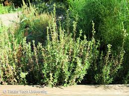 Now, experienced gardeners know thyme is not known for rapid seed germination, and vigorous growth, but these seeds sprouted in less than 4. English Thyme Plant Resources Home Ttu