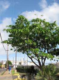 Image result for Tabernaemontana inconspicua