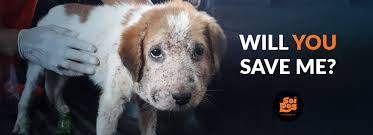 There are many dogs waiting at shelters and foster home waiting to be adopted. 9x8h Vdnclqvnm