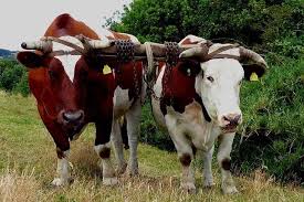 While symmetrical for the logo of mgm, the better word order in latin is ars artis gratia. The Latin Word For A Cattle Yoke Was Jugum Its Descendants Include Conjugal In The Sense Of A Couple Being Joined Together Subjugate In Th Ausgestopftes Tier