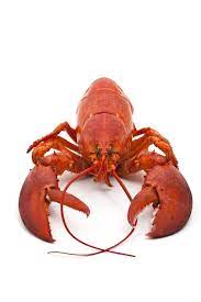 The Best Homemade Treats To Gift To Your Friends This Holiday Season Red Lobster Food Gifts Live Lobster