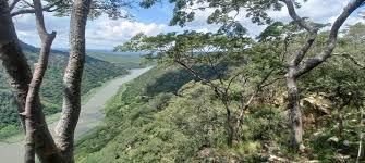 Image result for Brachystegia bakeriana