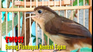 Download lagu plamboyan betina mp3 gratis dalam format mp3 dan mp4. Burung Flamboyan Jantan Mengetahui Perbedaan Burung Tledekan Jantan Dan Betina Suara Burung Flamboyan Betina Mp3 Mp4 Lamacupiola