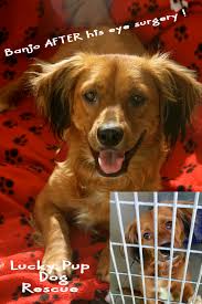 Maybe you would like to learn more about one of these? Lucky Pup Dog Rescue All Star Dog Rescue Celebration Grant Report Petfinder Foundation
