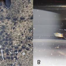 Image result for Kylicanthe rohrii