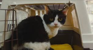 The Travelling Cat Chronicles Asianwiki