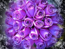And lavender also repels mosquitoes. Lavender Blue Roses Sunlight Flowers Lavender Roses Blue Hd Wallpaper Peakpx