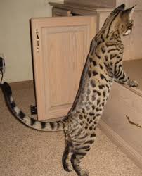 F1 savannah kittens is an expert savannah cat breeder. Which Cat Is Right For You Savannah Cat Select Exotics Savannah Cat Savannah Chat F3 Savannah Cat