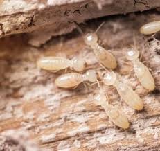 General pest with mosquito control and added tick control and our termite protection program. How To Proof Your Door Against Termites Mantis Pest Solutions