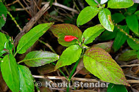 Image result for Ruellia brevifolia