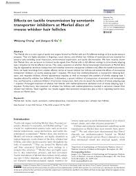 They are nerve endings and provide information on mechanical pressure, position, and deep static touch features, such as shapes and edges. Pdf Effects On Tactile Transmission By Serotonin Transporter Inhibitors At Merkel Discs Of Mouse Whisker Hair Follicles