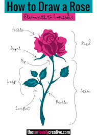 As shown in the picture, draw a. The Ultimate List Of Resources And Tutorials For How To Draw A Rose With Pencil Pen Colored Pencil Art Markers Watercol Draw A Rose Flower Drawing Drawings