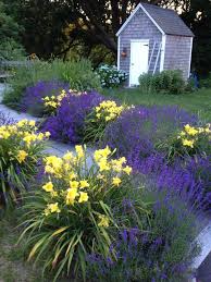 653a184a9aa9745b9c59a64b7ca5b08c Growing Lavender Lavender Garden Jpg 736 981 Lavendelgarten Garten Garten Bepflanzen