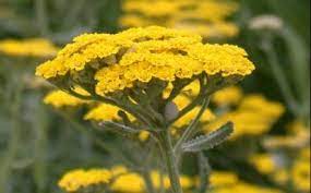 Fern Leaf Yarrow Umass Amherst Greenhouse Crops And Floriculture Program