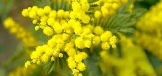 Per questo non ti auguro di trascorrere una felice giornata ma una vita piena di felicità; Giornata Internazionale Della Donna Festa Delle Donne Auguri E Frasi Da Letteratura