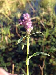 Image result for Floscopa glomerata