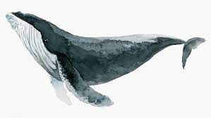 Watercolor Painted Humpback Whale Transparent Png Premium Image By Rawpixel Com Niwat Whale Watercolor Illustration Watercolor Whale Whale Drawing