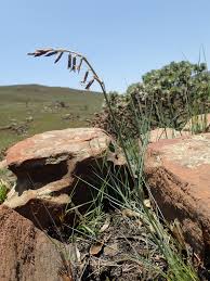 Image result for Dipcadi rigidifolium