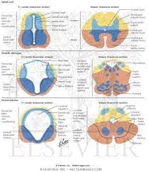 The Medulla Oblongata Is The Lower Half Of The Brainstem Which Is Continuous Nursing Notes Anatomy And Physiology College Nursing