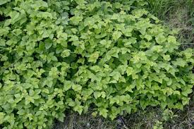 Image result for Rubus steudneri