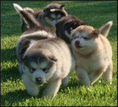 Angels that are not in disguise we are not breeders but lovers of the gorgeous breed. Pin En Perritos
