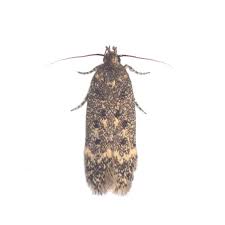 Image result for Disperis sp. nov. aff. bifida