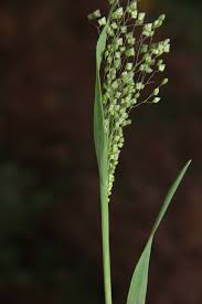 Image result for Briza minor