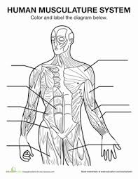 The muscular system moves the body, gives it posture and circulates the blood. Muscle Diagram Worksheet Education Com Muscle Diagram Human Anatomy And Physiology Life Science