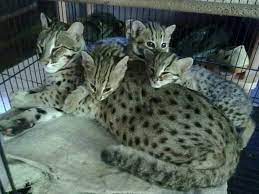 Kucing hutan dewasa yang berumur 4 tahun lucu lincah dan serem jg ya kalo d kasih makan. Daftar Harga Kucing Hutan Cara Merawatnya Republik Seo