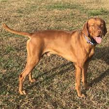 *statements on this website have not been evaluated by the fda. Holistic For Pets Sarasota 34 Photos 10 Reviews Pet Stores 5411 Fruitville Rd Sarasota Fl Phone Number