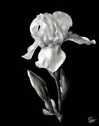 White Iris In Black And White By Endre Balogh In 2021 White Iris Black And White Flowers Iris Flowers