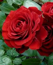 Fiori rossi simili alle rose. 14 Idee Su Fiori Rossi Fiori Rossi Fiori Fiori Da Bulbo